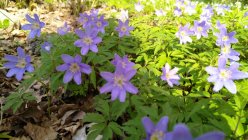 Anemone nemorosa 'Royal Blue' Ветреница дубравная